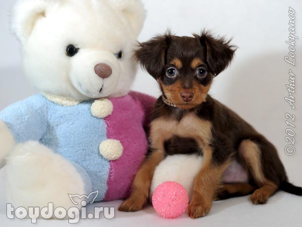 Привет! Я щенок русского той терьера Стивен. Я хочу быть твоим лучшим другом!