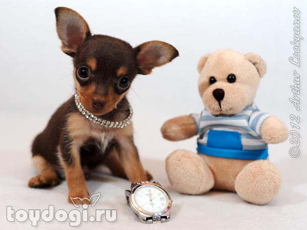 Привет! Я щенок русского той терьера Мини Маус. Я хочу быть твоим лучшим другом!