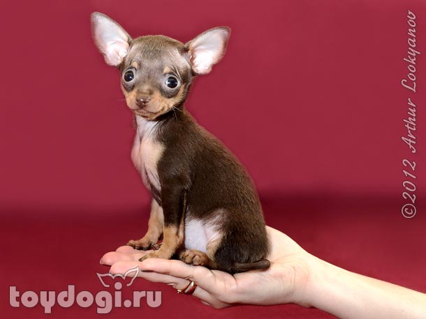 Привет! Я щенок русского той терьера Ру. Я хочу быть твоим лучшим другом!