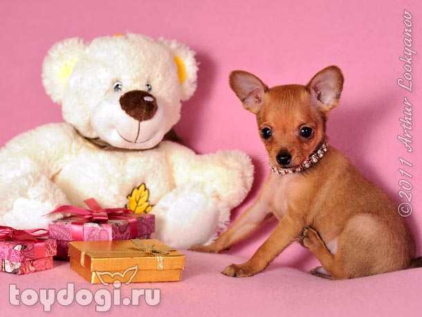 Привет! Я щенок русского той терьера Зяма. Я хочу быть твоим лучшим другом!